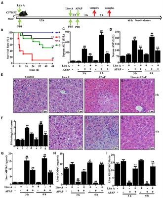 Licochalcone A Upregulates Nrf2 Antioxidant Pathway and Thereby Alleviates Acetaminophen-Induced Hepatotoxicity